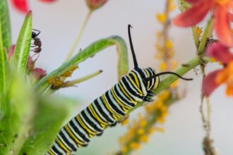 ©Richard Segredo | Insectos Agricultura