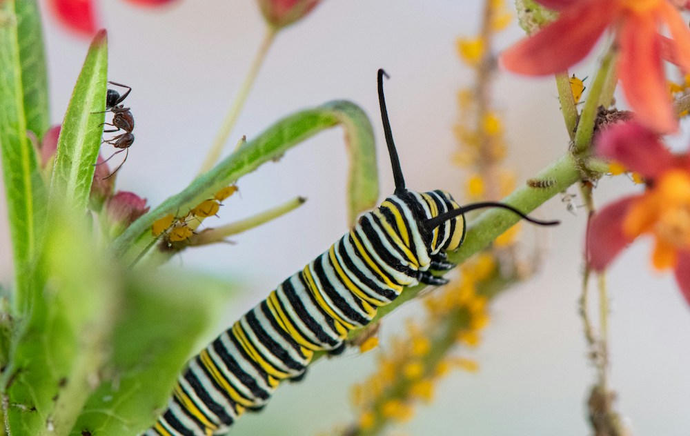 ©Richard Segredo | Insectos Agricultura